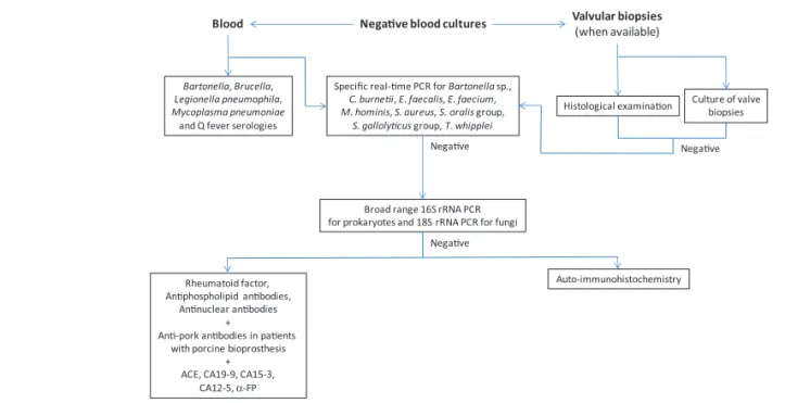 Figure 1. Proposed diagnostic strategy for patients with blood culture-negative endocarditis (BCNE).