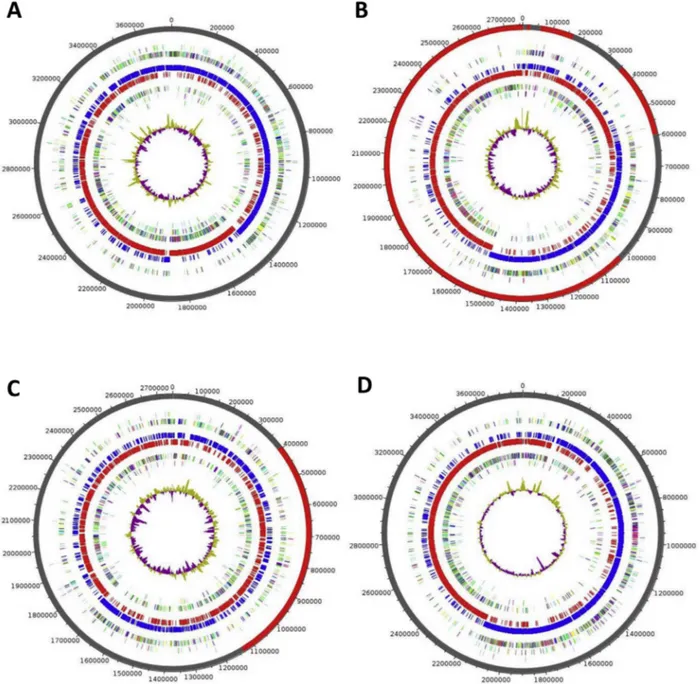 FIG. 4. Graphical circular map of genome of ‘ Clostridium nigeriense ’ (A), ‘ Clostridium amazonitimonense ’ (B), ‘ Clostridium massilidielmoense ’ (C) and
