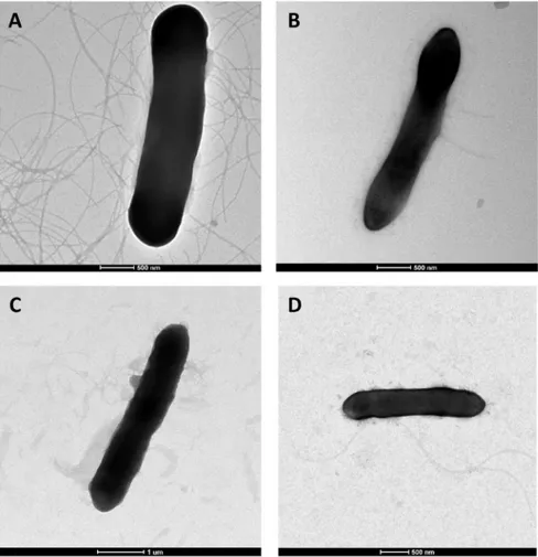 FIG. 3. Electron micrographs of ‘ Clos- Clos-tridium nigeriense ’ (A), ‘ Clostridium  ama-zonitimonense ’ (B), ‘ Clostridium massilidielmoense ’ (C) and ‘ Clostridium merdae ’ (D).