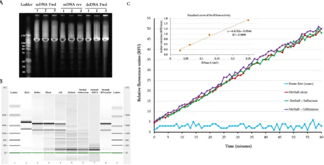 Figure 3. Evaluation of the DNAse and RNAse activity of the archaeal MetbaB enzyme. (A) Effect of  MetbaB enzyme on different synthetized DNA types (single and double-stranded DNA); each DNA type was tested here three time and no effect was observed