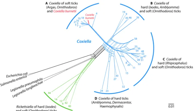 FIG 3 Phylogenetic network with concatenated 16S rRNA, 23S rRNA, groEL, rpoB, and dnaK sequences (3,009 unambiguously aligned base pairs), including 71 Coxiella-like strains of ticks, 15 C