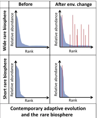 Figure 4. Example 4 of Specific Relevant Points/Outcomes That Can Be Derived from the Application of Theoretical Ecology to Marine Ecosystems: Key Role of the ‘Rare Biosphere’ in Contemporary Adaptive Evolution.