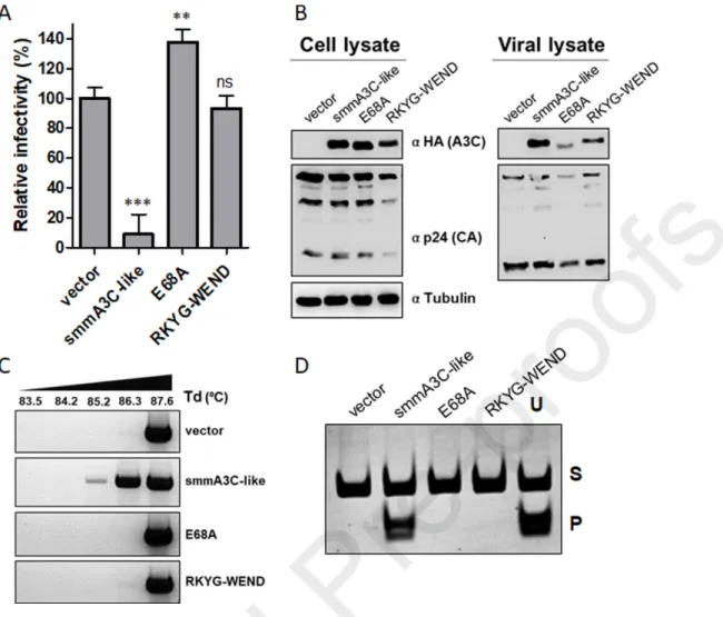 Figure 3. RKYG-WEND exchange in smmA3C-like protein abrogates its antiviral activity. (A)  HIV-1Δvif particles were produced with smmA3C-like protein, its mutants E68A (catalytically  inactive),  RKYG-WEND  or  vector  only