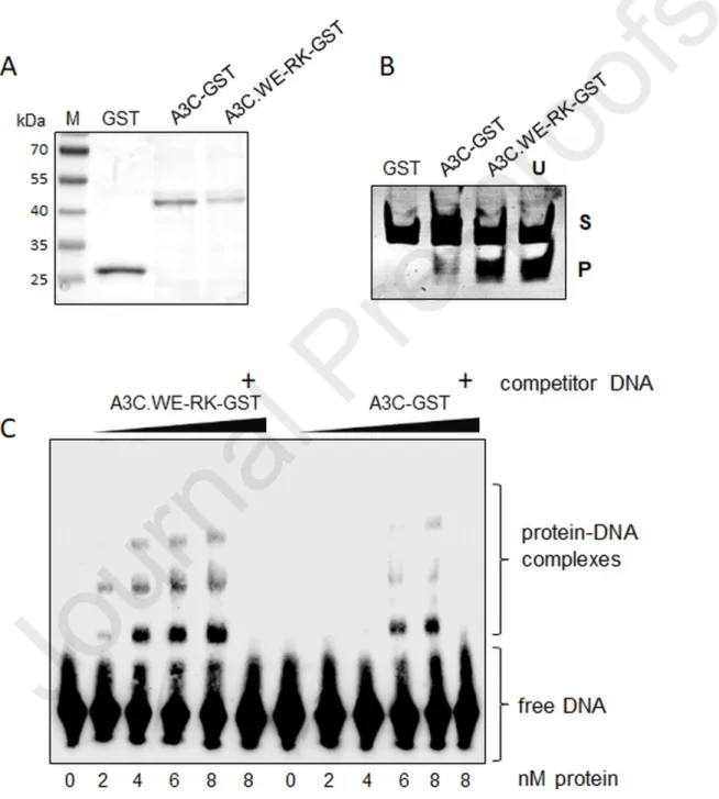 Figure 9. Recombinant hA3C.WE-RK efficiently catalyzes and displays improved interaction  with ssDNA