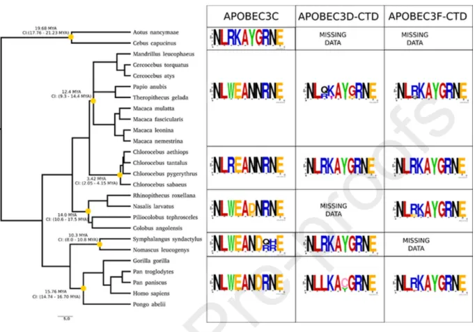 Figure 10. Species tree and one-letter amino acid sequence consensus of the loop 1 in A3C,  A3D-CTD and A3F-CTD