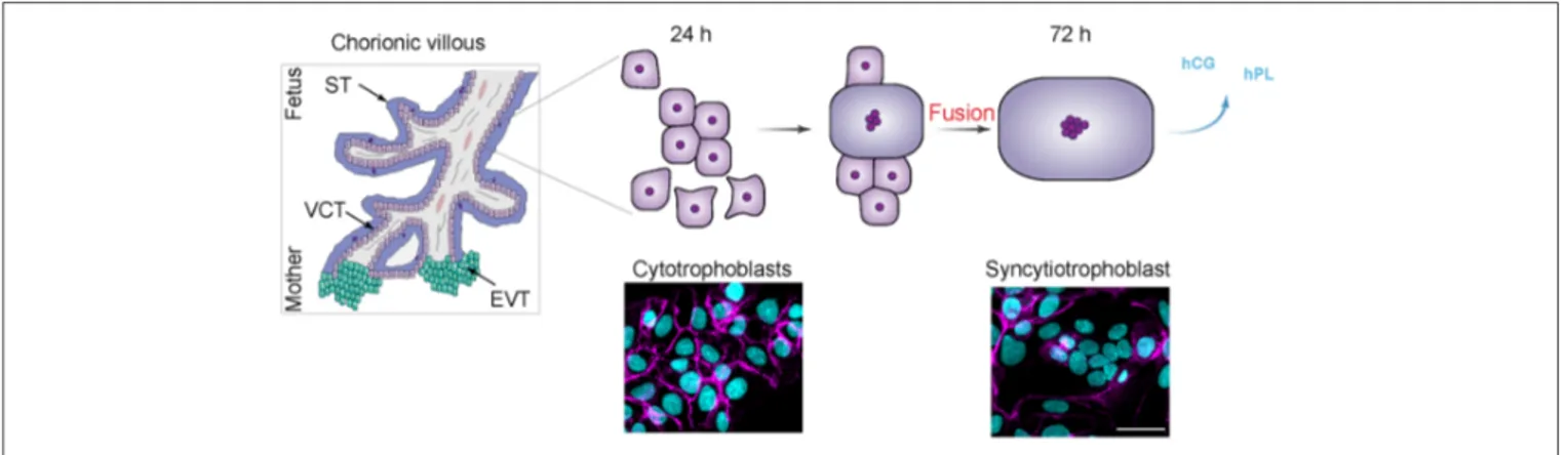 FIGURE 1 | Model of cultured villous trophobasts purified from human placenta. (Left) Schematic view of human chorionic villi