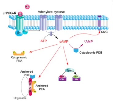 FIGURE 2 | Schematic depiction of hCG/cAMP signaling pathway in trophoblasts. Ligand (hCG) binding to the LH/CG-R receptor (LH/CG-R), a G protein-coupled receptor (GPCR), activates adenylyl cyclase (AC) in its proximity and generates pools of cAMP