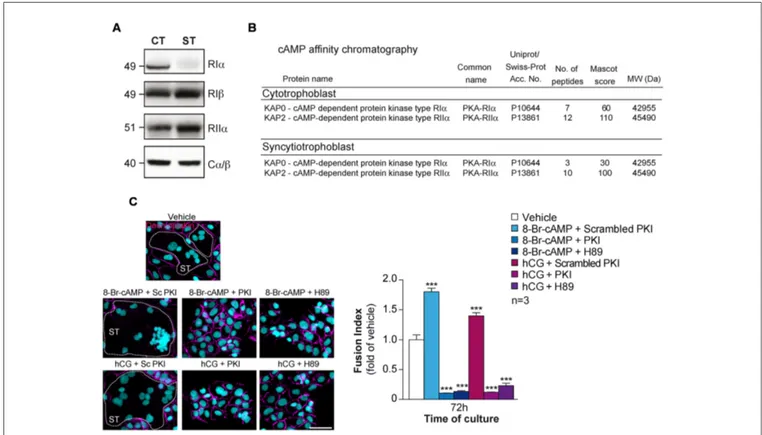 FIGURE 3 | Characterization of PKA in human trophoblasts. (A) Immunoblot analysis of RI α , RI β , RII α , and C α / β in lysates of human primary trophoblasts at 24 and 72 h of culture