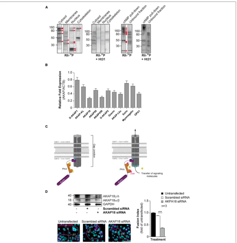 FIGURE 4 | Characterization of AKAPs in human CTs. (A) Proteins purified by sub-cellular fractionation (left) or by cAMP affinity chromatography (right) from cytrophoblasts were subjected to a solid phase binding assay using 32 P-radiolabeled RII (RII-over