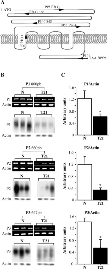 Figure 2 A 199 P3(+) 845ATG 2099bP2(-)1055P1(+)P1(-)P2(+) 386TAA1P3(-)1300 CB 00.40.81.21.6 N T21*Arbitrary unitsP1/ActinActinP1P1ActinP1 800pbNT21NT21 P2/Actin 00.40.81.21.6 N T21Arbitrary units*P2 660pbNT21NT21ActinP2P2Actin Arbitrary units P3/Actin 0 0.