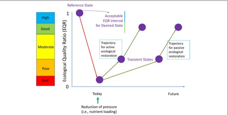 Figure 4 is the conceptual presentation derived from restoration ecology (Clewell and Aronson, 2013) that can be used as a roadmap and has been adapted to accommodate the specific requirements of the WFD
