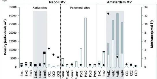 Figure 5. Density (individuals m - ²) of symbiont-bearing and heterotrophic macrofauna in  each replicate of the microhabitats sampled on the Napoli and Amsterdam MVs