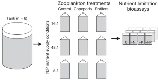 Fig. 1. Experimental design: 3 differ- differ-ent N:P nutridiffer-ent supply conditions (16:1, 48:1, 5:1) were combined with 3 zooplankton treatments (control, copepods, rotifers) using samples from 6 tanks