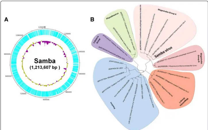 Figure 6 Samba virus genome (circular) and phylogeny: (A) Estimated Samba virus genome size assembled using the Perl-based program ABACAS 1.3.1-1