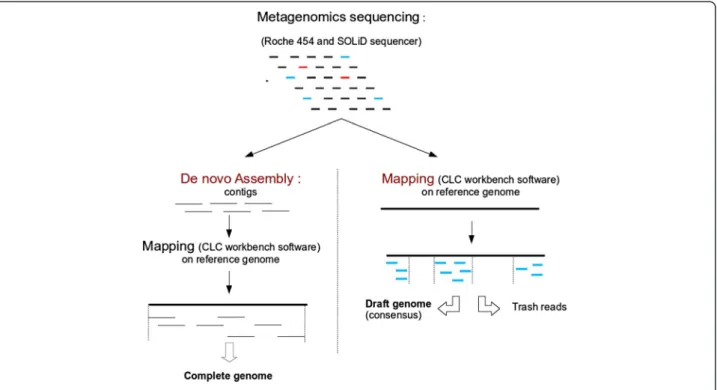 Figure 1 Schematic of the two-assembly method using metagenomic data performed in this study.