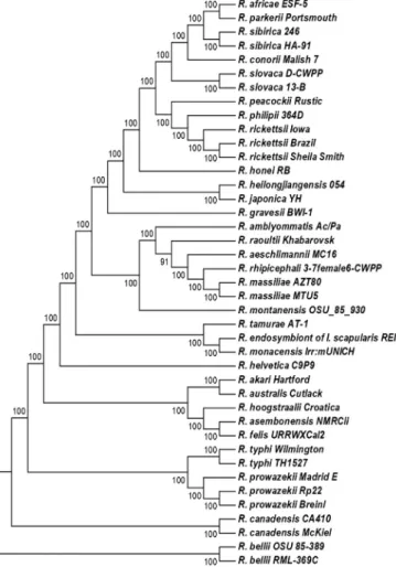 Fig. 1. Phylogenetic tree of 31 Rickettsia species with validly published names based on the alignment of 450 concatenated core proteins using the Maximum Likelihood method with JTT and GAMMA models and display only topology.
