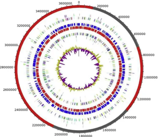 FIG. 5. Graphical circular map of ‘ Massilibacteroïdes vaginae ’ genome. From outside to center: contigs (red/gray), COGs category of genes on forward strand (three circles), genes on forward strand (blue circle), genes on reverse strand (red circle), COGs