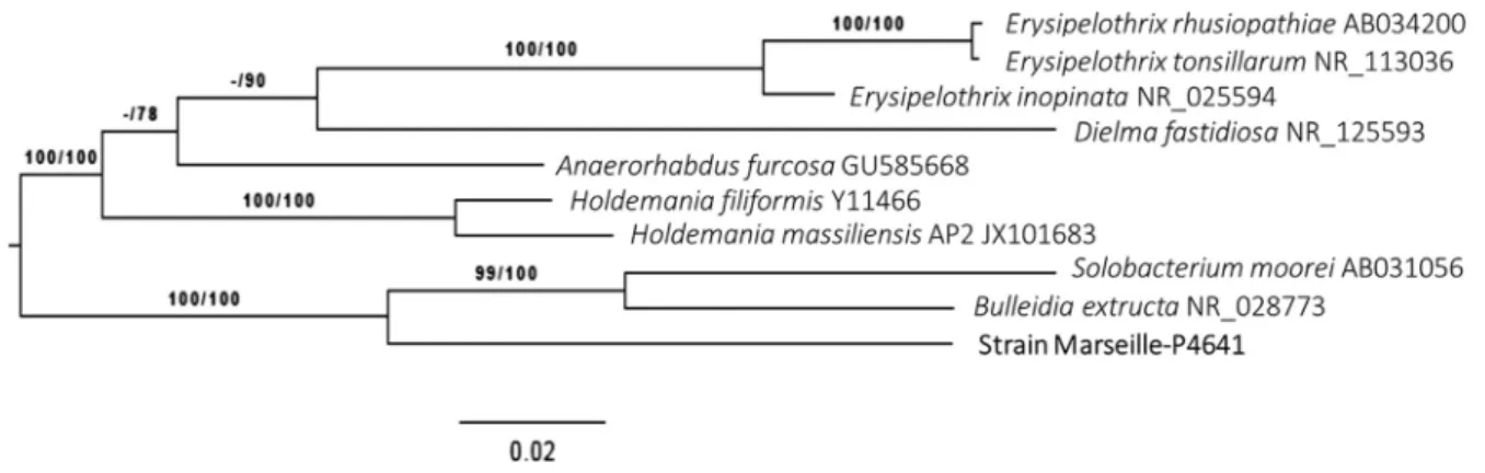 FIG. 1. Phylogenetic tree showing position of ‘ Lactomassilus timonensis ’ strain Marseille-P4641 T relative to other phylogenetically close species.