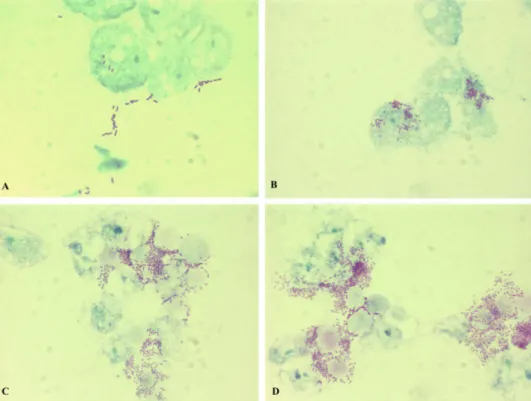 Figure 6.  Optical microscopy observation of A. castellanii trophozoites infected with R