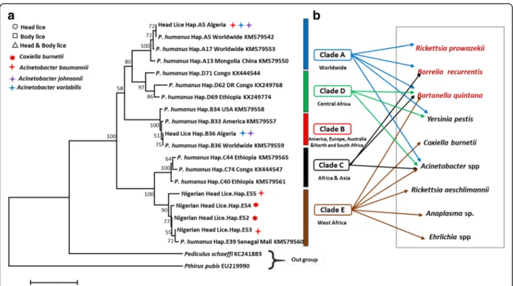 Table 2 Detection of head lice clades and pathogens in the Nigerien refugees (migrant population) and schoolchildren (non-migrant population) in eastern Algiers, Algeria