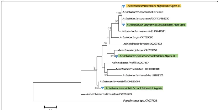 Fig. 4 Phylogenetic tree highlighting the position of the Acinetobacter species identified in head lice of Nigerien refuges and schoolchildren compared to another Acinetobacter available in the GenBank database