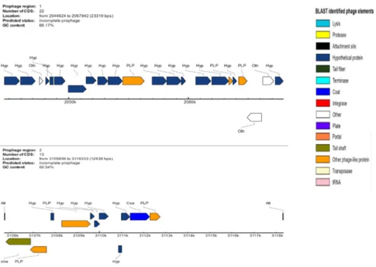 Figure 4.  Genomic organization of two uncomplete prophage regions in the genome of M