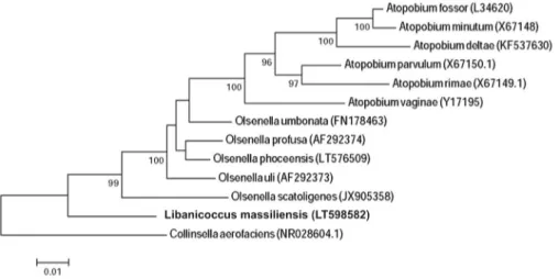 FIG. 1. Phylogenetic tree showing position of Libanicoccus massiliensis strain Marseille-P3237 between phylogenetically closest species.