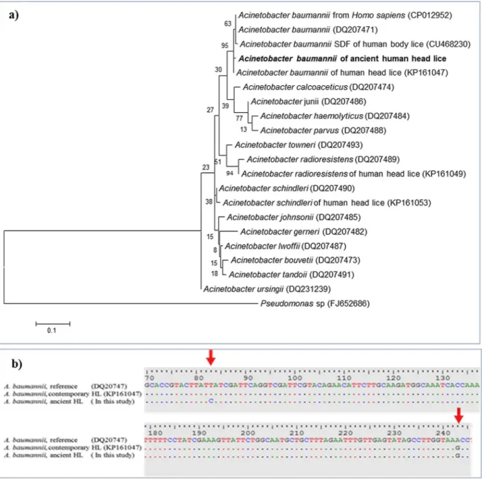 Fig 4. Acinetobacter baumannii from ancient head lice belonging to the Roman period. a, Maximum-likelihood (ML)