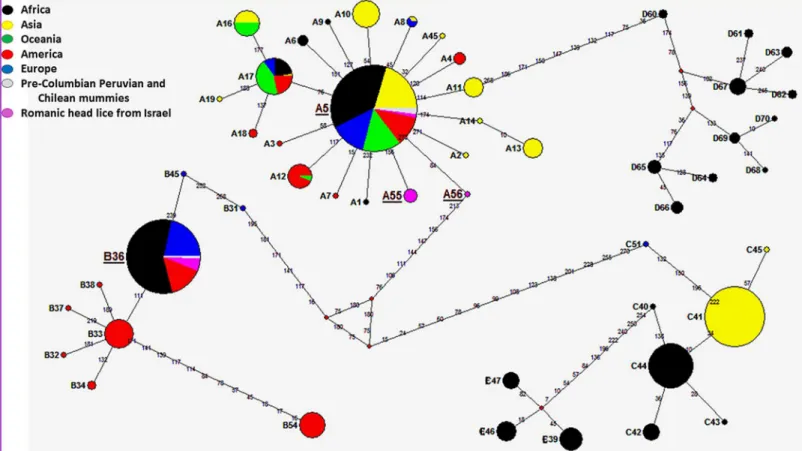 Fig 2. Cytb haplotype networks of contemporary and ancient human body and head lice. Each circle area indicates a unique haplotype and variations in circle size are proportional to haplotype frequencies