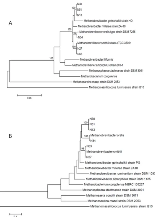 Fig 2. A, 16S rRNA gene sequence-based phylogenetic tree. B, Mcr A gene sequence-based phylogenetic tree
