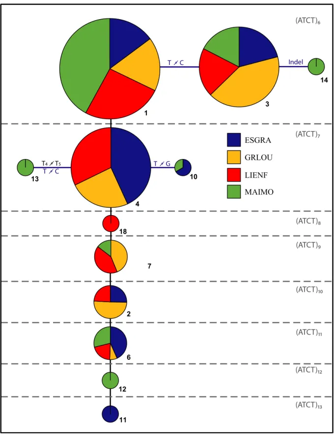 FIGURE 2.  Network showing the relatedness of the 12 alleles found in the SSR locus C08 in four populations of Ceratonia siliqua