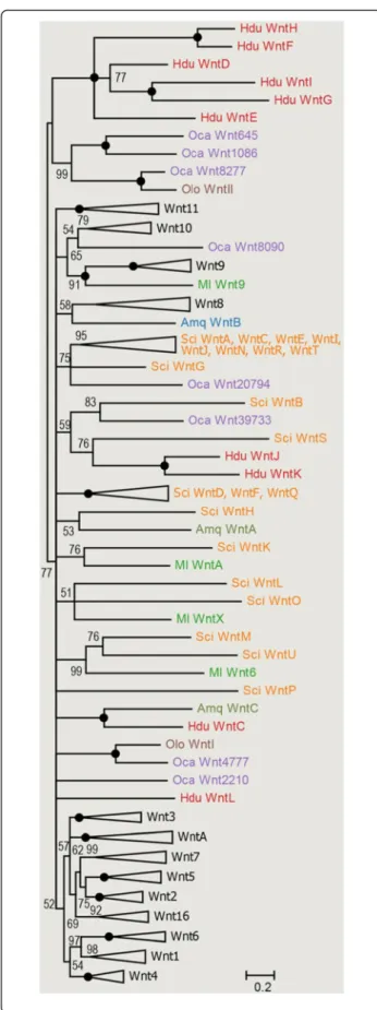 Fig. 1 Bayesian inference gene tree of Wnt ligands. The values at the tree nodes are posterior probabilities for each split defined over the range [0, 100]