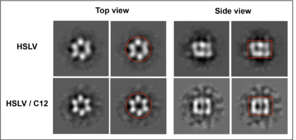 Figure 7. Comparison of LmHslV and LmHslV-LmC12-U2 class averages corresponding to top and  side views