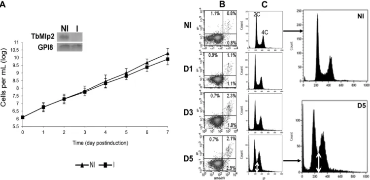 Figure 7. The RNAi-mediated knockdown of TbMlp2 induced a progressive increase of cells with DNA contents between 2C and 4C, but no cell growth reduction