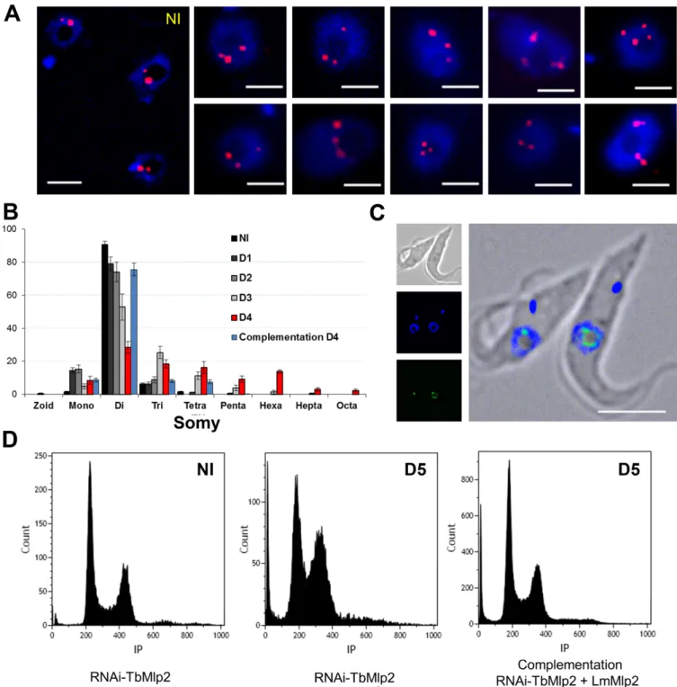 Figure 8. Induction of aneuploidy following RNAi-mediated knockdown of TbMlp2. (A) RNA interference targeting TbMlp2 yielded variable numbers of chromosome 1 homologues (red) per nucleus