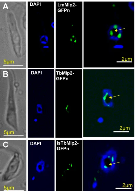 Figure 1. Subcellular localization of the nucleoporin Mlp2 in L. major and in T. brucei during interphase
