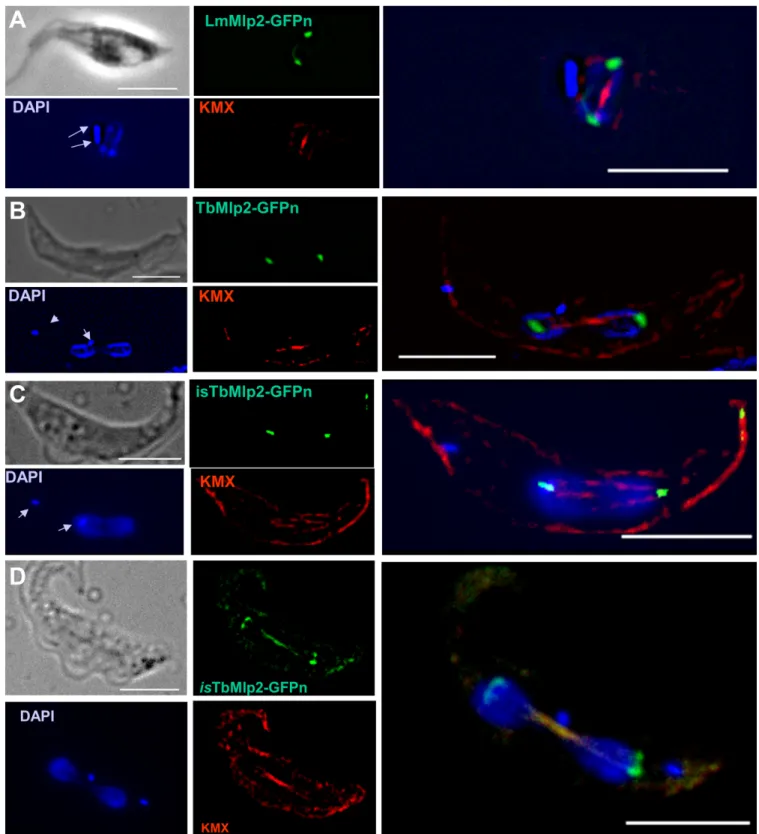 Figure 2. Subcellular localization of the nucleoporin Mlp2 in L. major and in T. brucei during mitosis