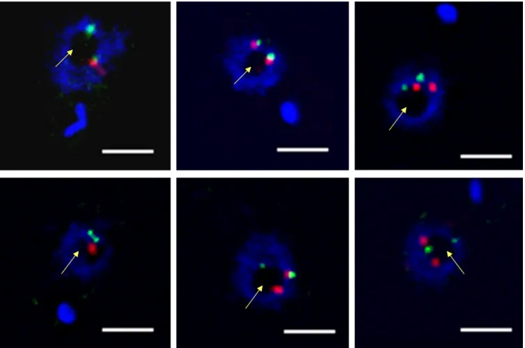 Figure 3. Nuclear localization of the centromeric sequences of chromosomes 2 and 3 in T