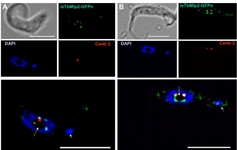 Figure 4. Localization of TbMlp2 and centromeres of chromosomes 2 and 3 in T. brucei at interphase