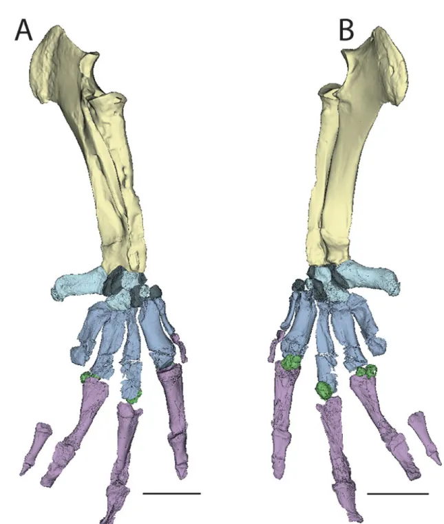 Figure 1. 3D reconstruction of the Senegalese right forelimb (SNTB 2011-01) in dorsal (A) and palmar (B) views