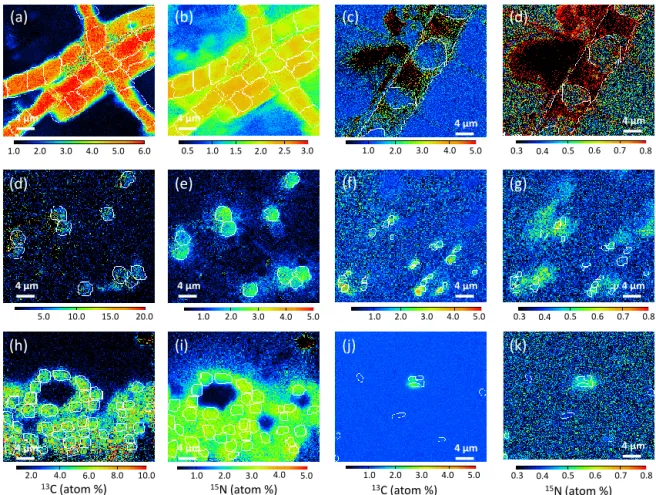 Figure 4. NanoSIMS images showing the isotopic enrichment found in cells after 48 h of incubation