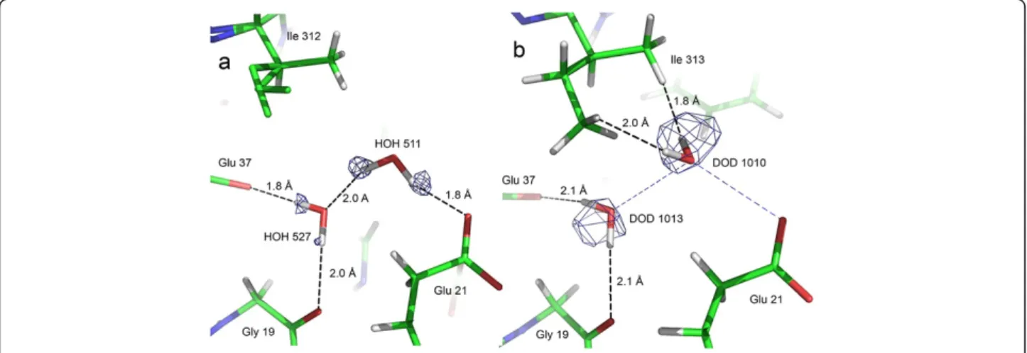 Figure 3 Water molecule discrepancies between the sub-Ångstrom X-ray structure and the X-N structure