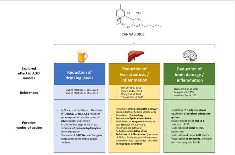 FIGURE 1 | Explored therapeutic prospects of cannabidiol in previous experimental research on alcohol use disorder (AUD).