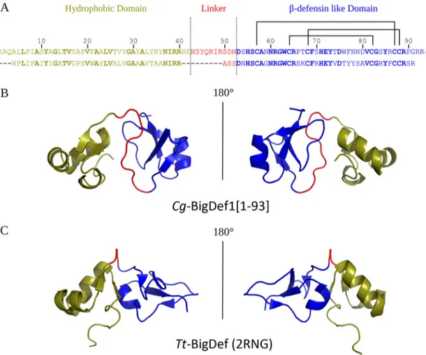 FIG 8 Cg-BigDef1[1–93] and Tt-BigDef 3D structure comparison. The hydrophobic domain, the linker, and the ␤ -defensin-like domain are colored in deep olive, red, and blue, respectively