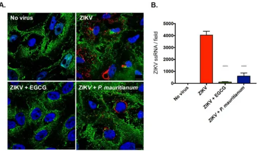 Figure 3. P. mauritianum extract inhibits the production of ZIKV ssRNA. ZIKV-MR766 particles were incubated with the P