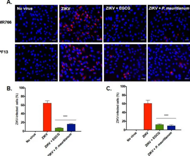 Figure 4. Antiviral activity of the P. mauritianum extract against the African and Asian ZIKV lineages.