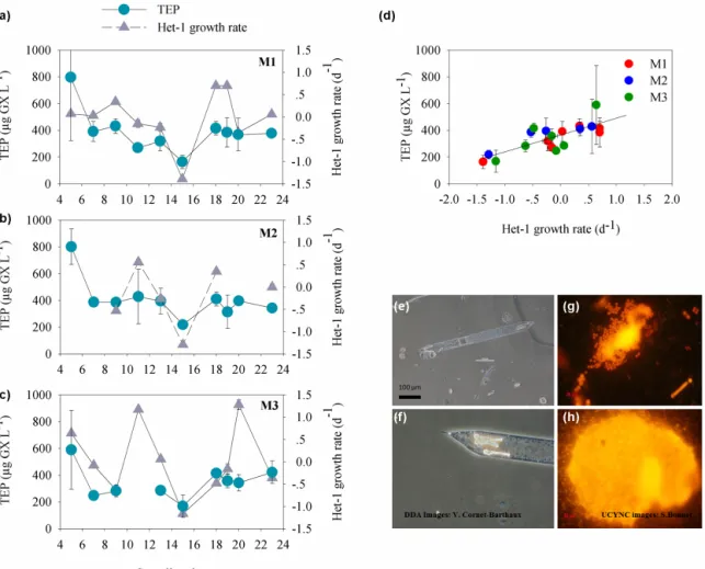 Figure 6. Temporal changes in TEP concentrations and Het-1 net growth rates (d −1 ), (gray triangles) for (a) Mesocosm 1 (M1), (b) Meso- Meso-cosm 2 (M2), and (c) Mesocosm 3 (M3)