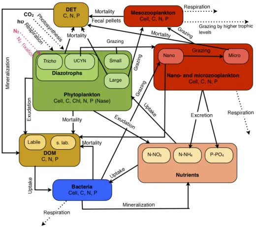 Figure 1. Conceptual diagram of the biogeochemical model (Eco3M-Med enhanced with diazotrophs) from the 1 DV coupled physical–