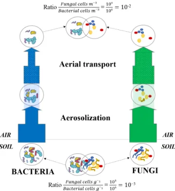 Figure 6. Microbial cell loss due to atmospheric physical stress.
