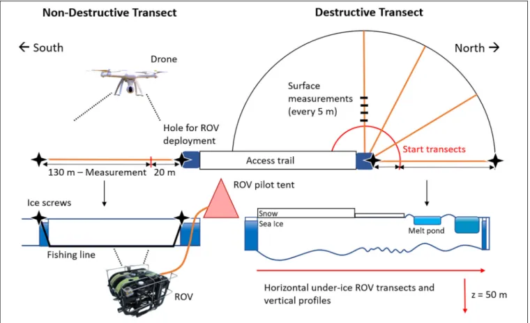 FIGURE 2 | Schematic sampling set-up of under-ice ROV measurements and ice surface measurements in the two (non-destructive, destructive) transect areas.